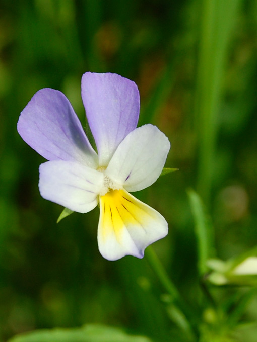 Acker Stiefmutterchen Landschaftspflegeverband